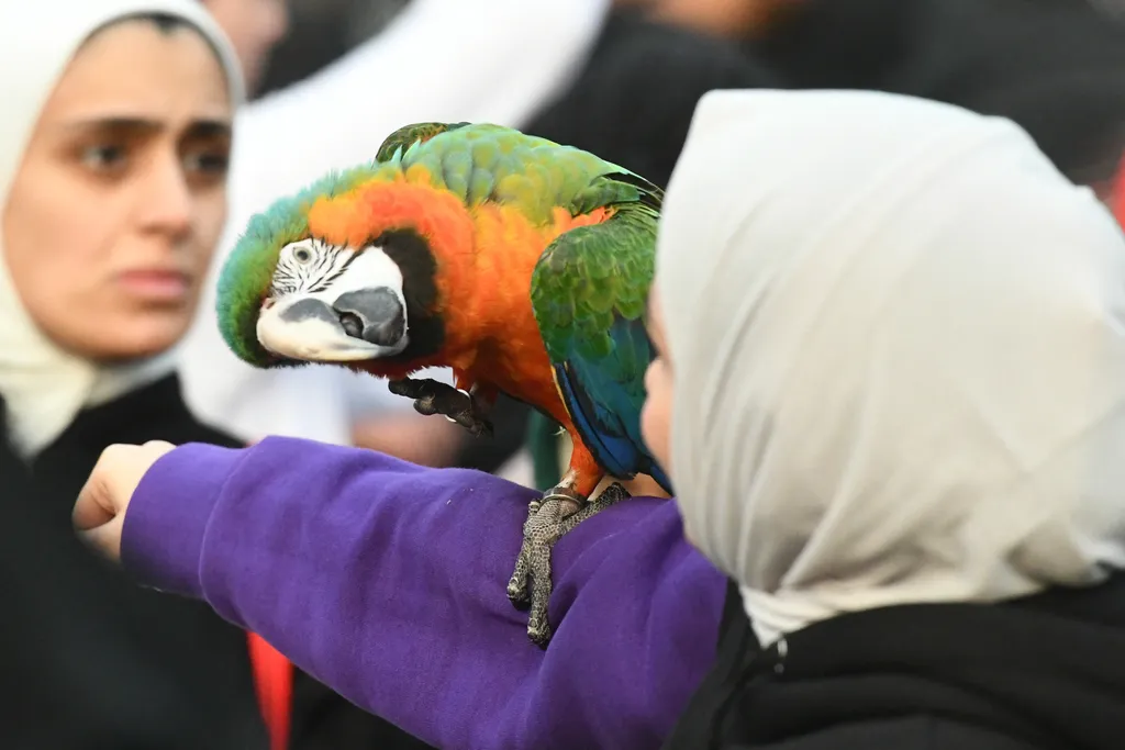 Látványos papagájshow Kuvaitban, galéria, 2022 
