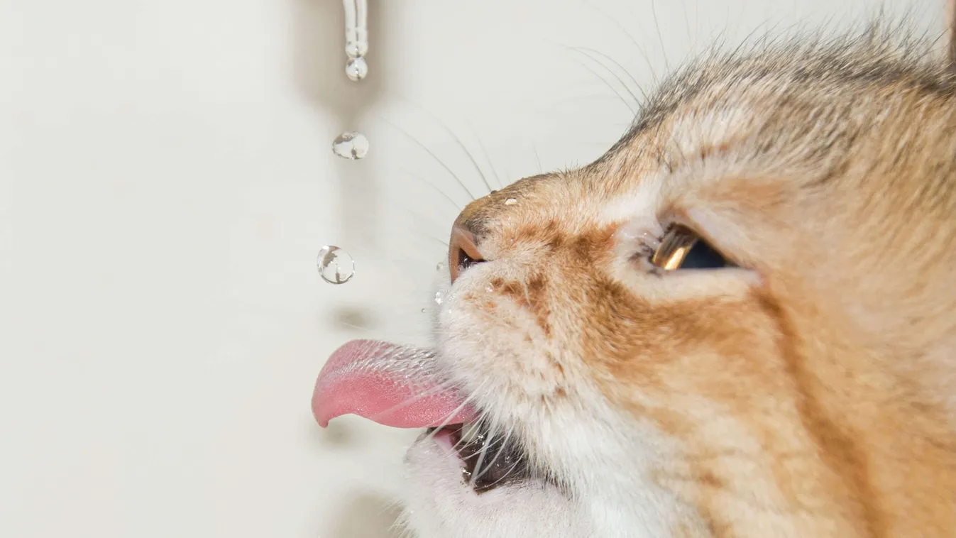 macska vesebetegség súlyos veseelégtelenség kezelés 