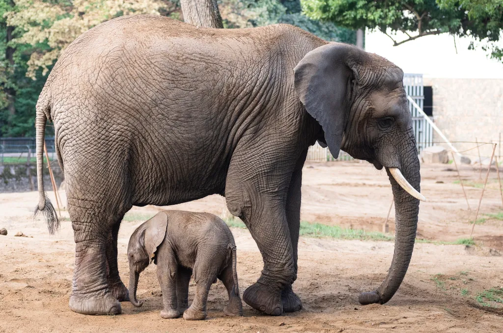 elefánt, Afrikai elefánt, született, születés, Nyíregyházi Állatpark, Nyíregyháza, állat 