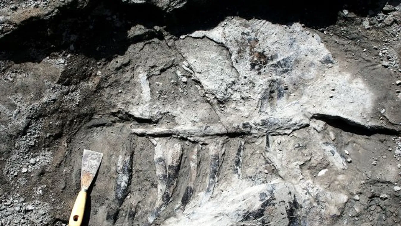 Hungarosaurus részleges csontváz, Iharkút, Ősi Attila