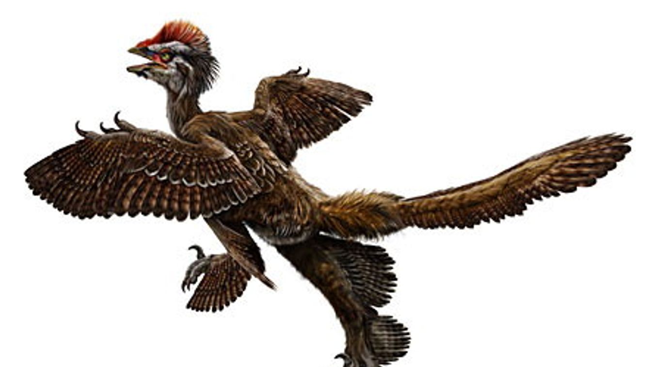 Anchiornis huxleyi tollas dinoszaurusz