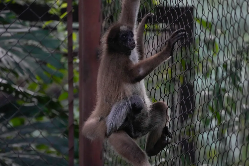 pókmajom, venezuela, pókmajom született, Maracay, három hetes majom, Leslie Pantin állatkert, dél-amerika, 2022. 12. 05. 