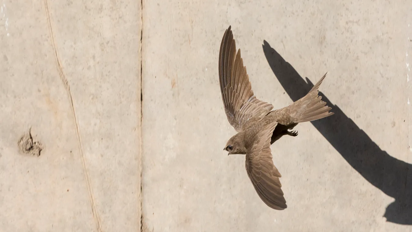 Pallid Swift (Apus pallidus), adult in flight seen from the above, Campania, Italy Apus pallidus Natural area Wing Flap wings Fly (to) Profile shot Day Top view Apus Migratory species Pallid Swifts (Apus pallidus) Least Concern (IUCN) LC July Campania Nat