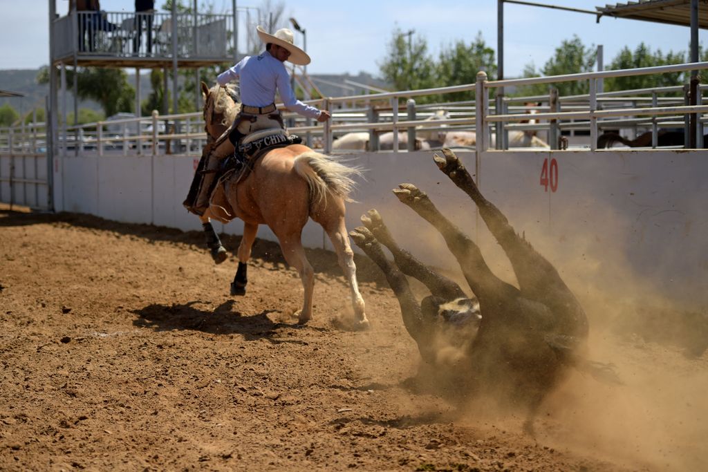 charro, mexikó, rodeó, lovas, verseny, sport, nemzeti, cowboy 