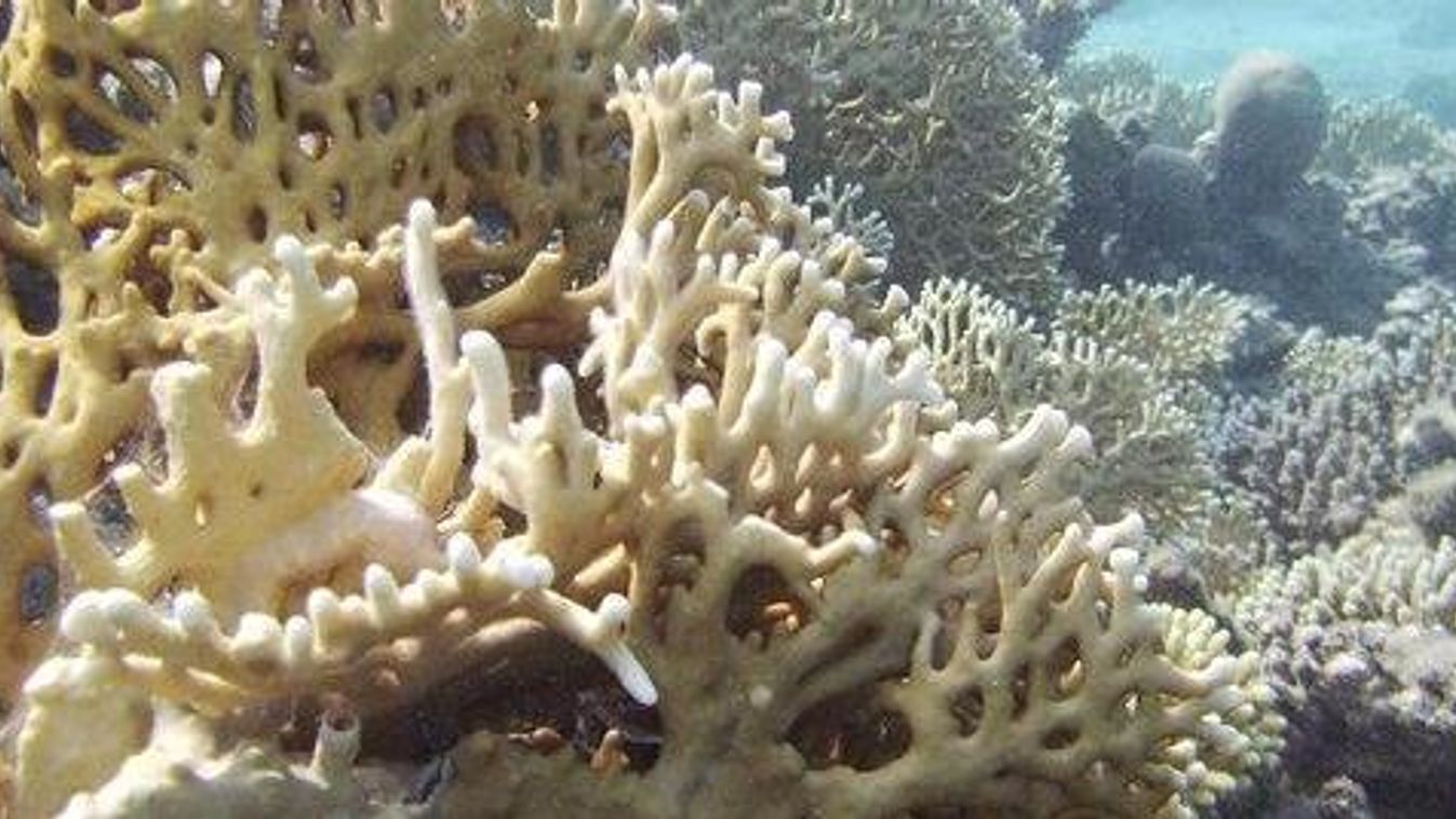 korallzátony 