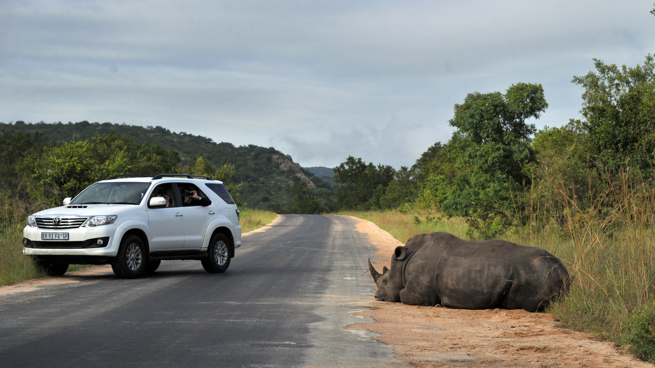 HORIZONTAL Photo taken on February 6, 2013 shows black rhinoceros resting in the Kruger National Park near Nelspruit, South Africa. AFP PHOTO / ISSOUF SANOGO 