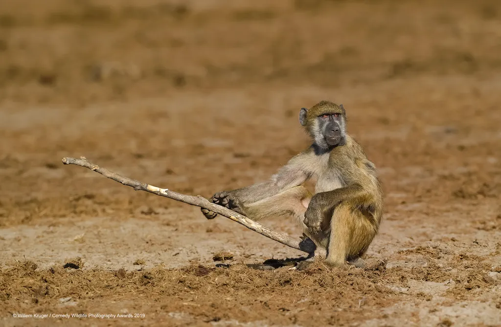 The Comedy Wildlife Photography Awards 2019
Willem Kruger
Bloemfontein
South Africa
Phone: 27834440269
Email: whk139@gmail.com
Title: Baboon fishing
Description: This image was taken on the sandy river bank on the Chobe river. The baboon is holding the st