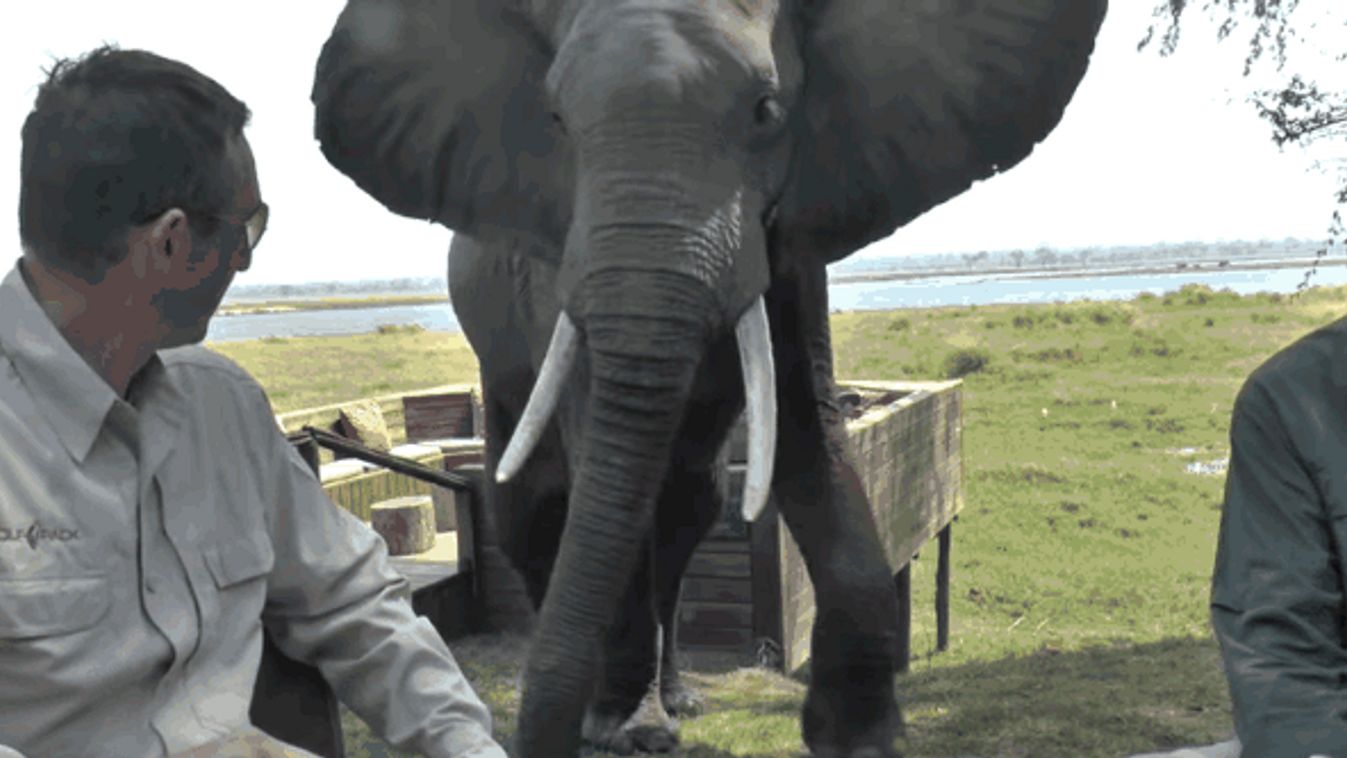 zimbabwe elefánt 