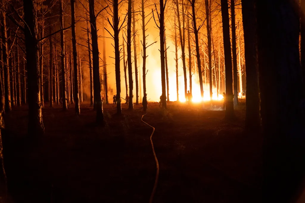 erdőtűz, argentína, argentín, erdő, tűz, lángok, lángol 