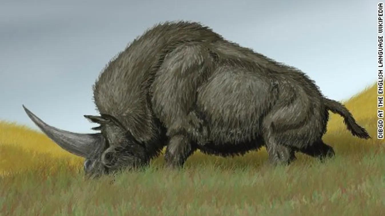 Elasmotherium sibiricu, szibériai orrszarvú 