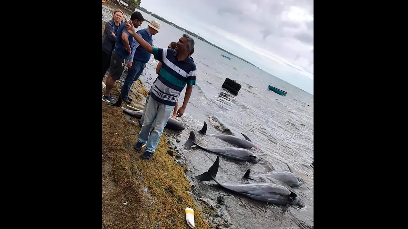 -, 2020. augusztus 26.
A Greenpeace által 2020. augusztus 26-án közreadott képen több mint tucatnyi delfin tetemét találták meg Mauritius partjainál, ahol több mint egy hónapja egy zátonyra futott, japán tulajdonú hajóból ömlött olaj a tengerbe. Környezet