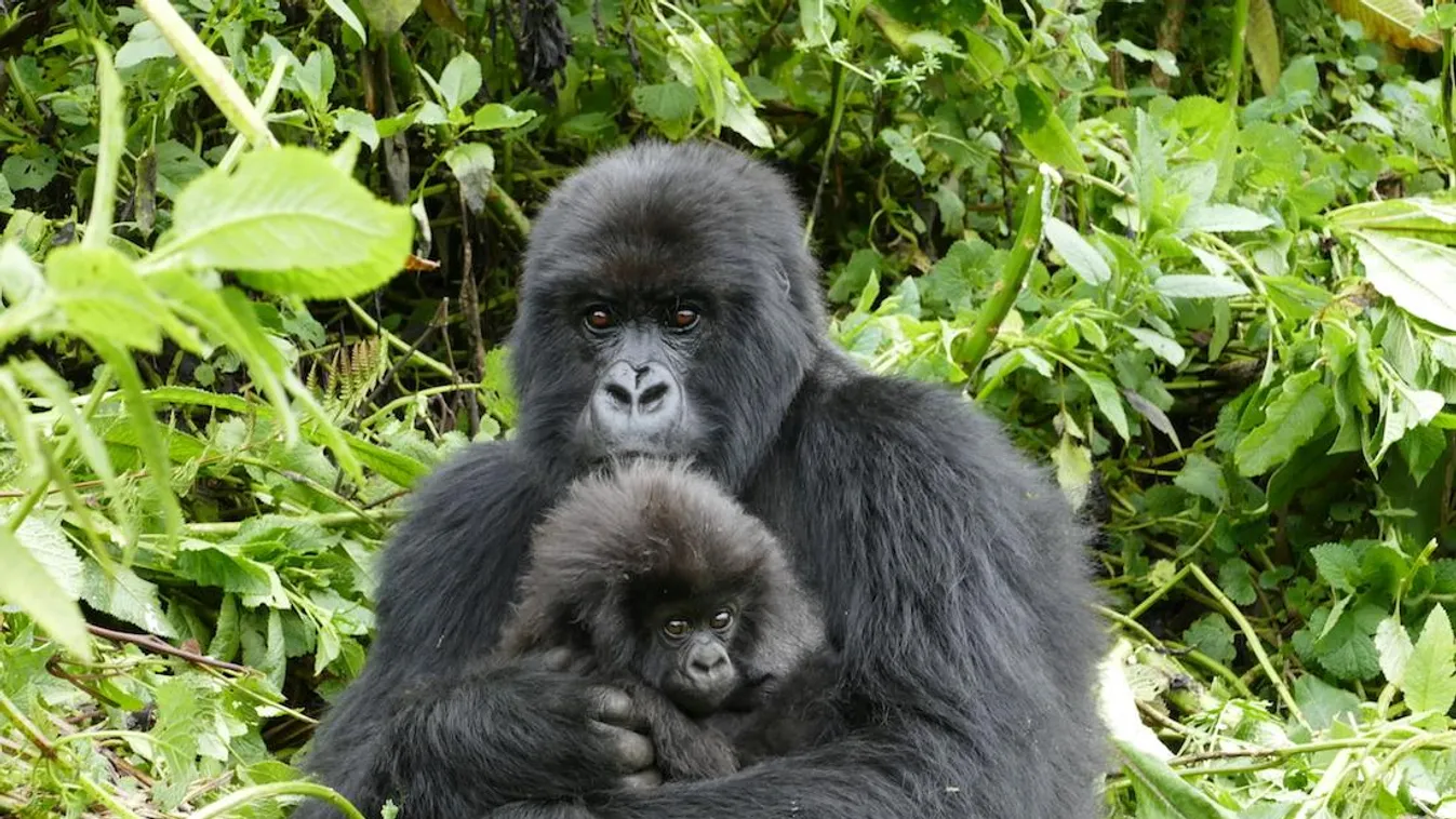 hegyi gorilla 