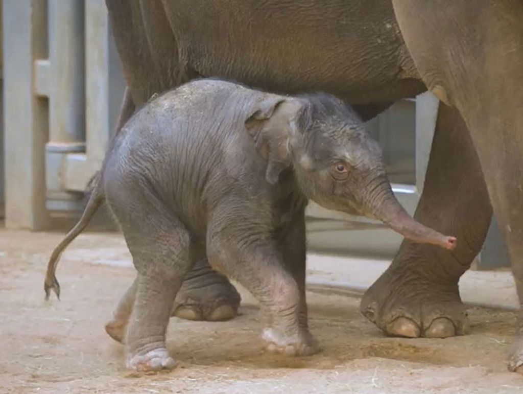 Elefánt született Oklahoma city állatkertjében 