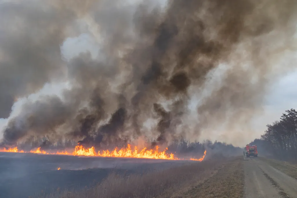 aljnövényzet a Kis-Balaton térségében - képek 