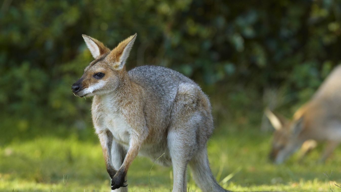 Red-necked wallaby - Australia kenguru kangaro Macropus rufogriseus 