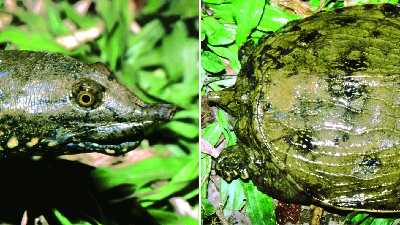 Pelodiscus variegatus lágyhéjú teknős 