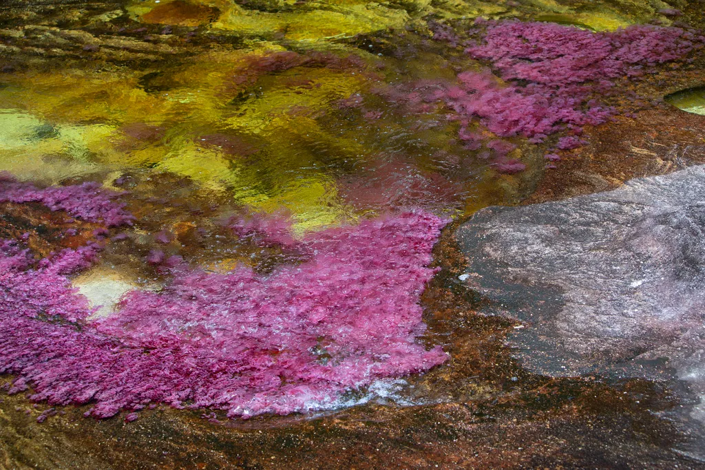 Cano Cristales Kristály folyó Kolumbia 