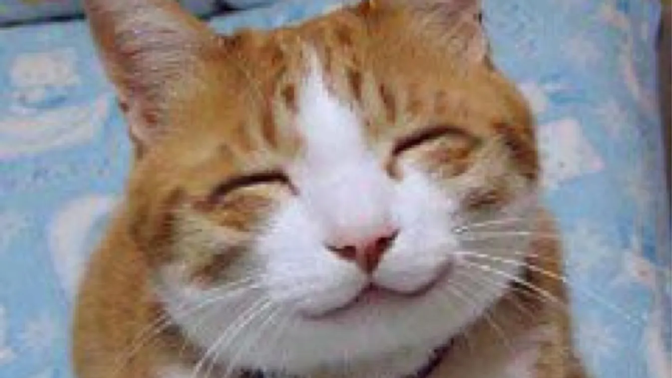 mosolygó macska 