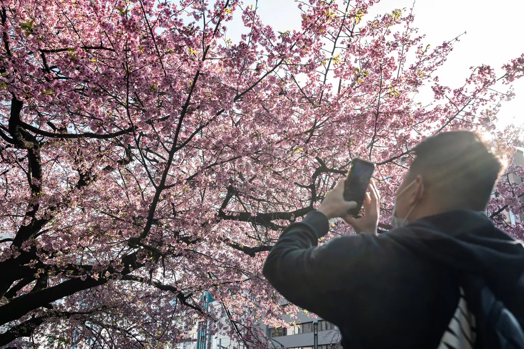 Rekordgyorsasággal érkezett a cseresznyevirágzás szezonja Tokióba, Idén is rekordkorán kezdődött a cseresznyefa-virágzás Tokióban, galéria, 2023 
