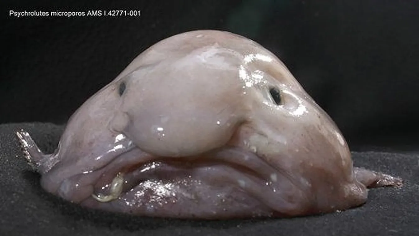 blobfish Psychrolutes marcidus 
