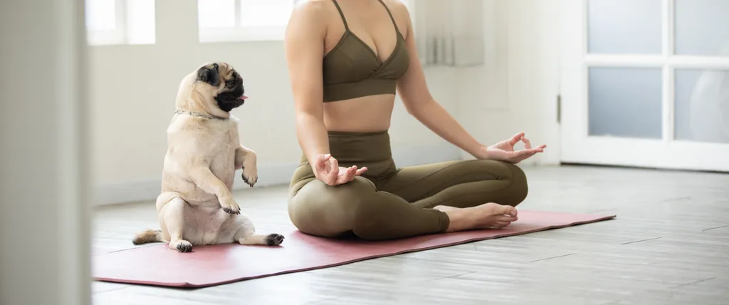 Otthoni jógázás kutyával Banner,Of,Woman,Practice,Yoga,Lotus,Pose,With,Dog,Pug love,practice,pug,woman,young,adho,happy,yoga,exercise,facing,tr 