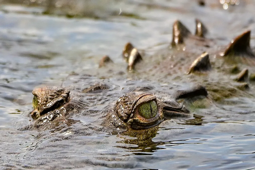 animal TOPSHOTS Horizontal CROCODILE OFFBEAT  Krokodil túra Costa Ricában 