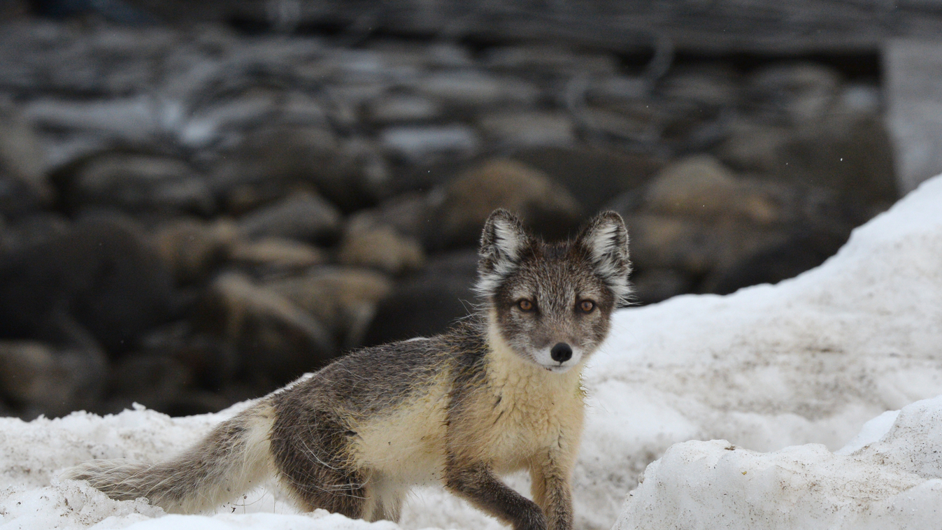 Russian Arctic National Park expedition snow ice arctic north polar region snow fox white fox 