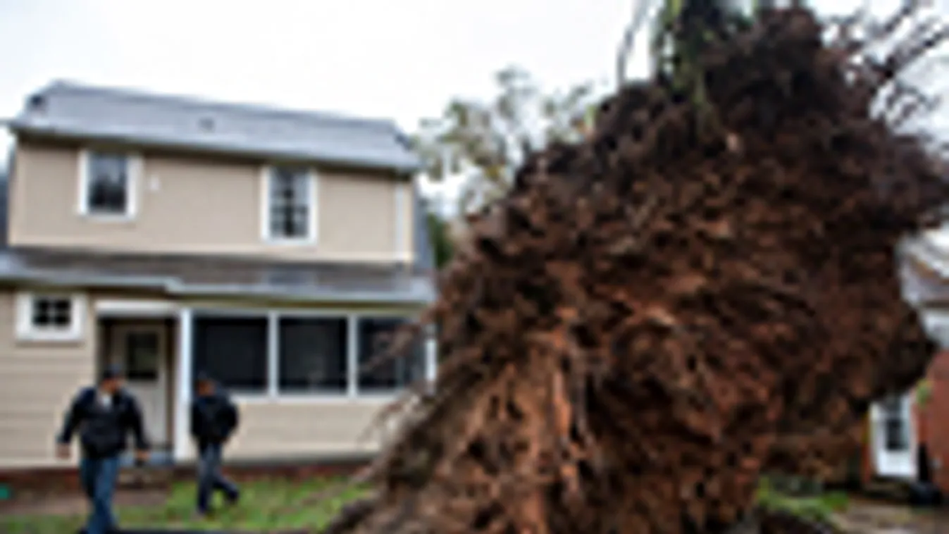 Sandy hurrikán, amerika, USA, kidőlt fát néznek aWashingtonban