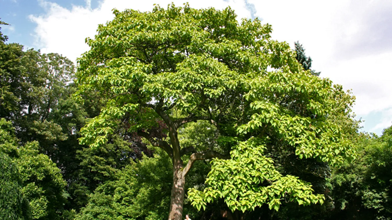 Kínai Császárfa, Paulownia tomentosa