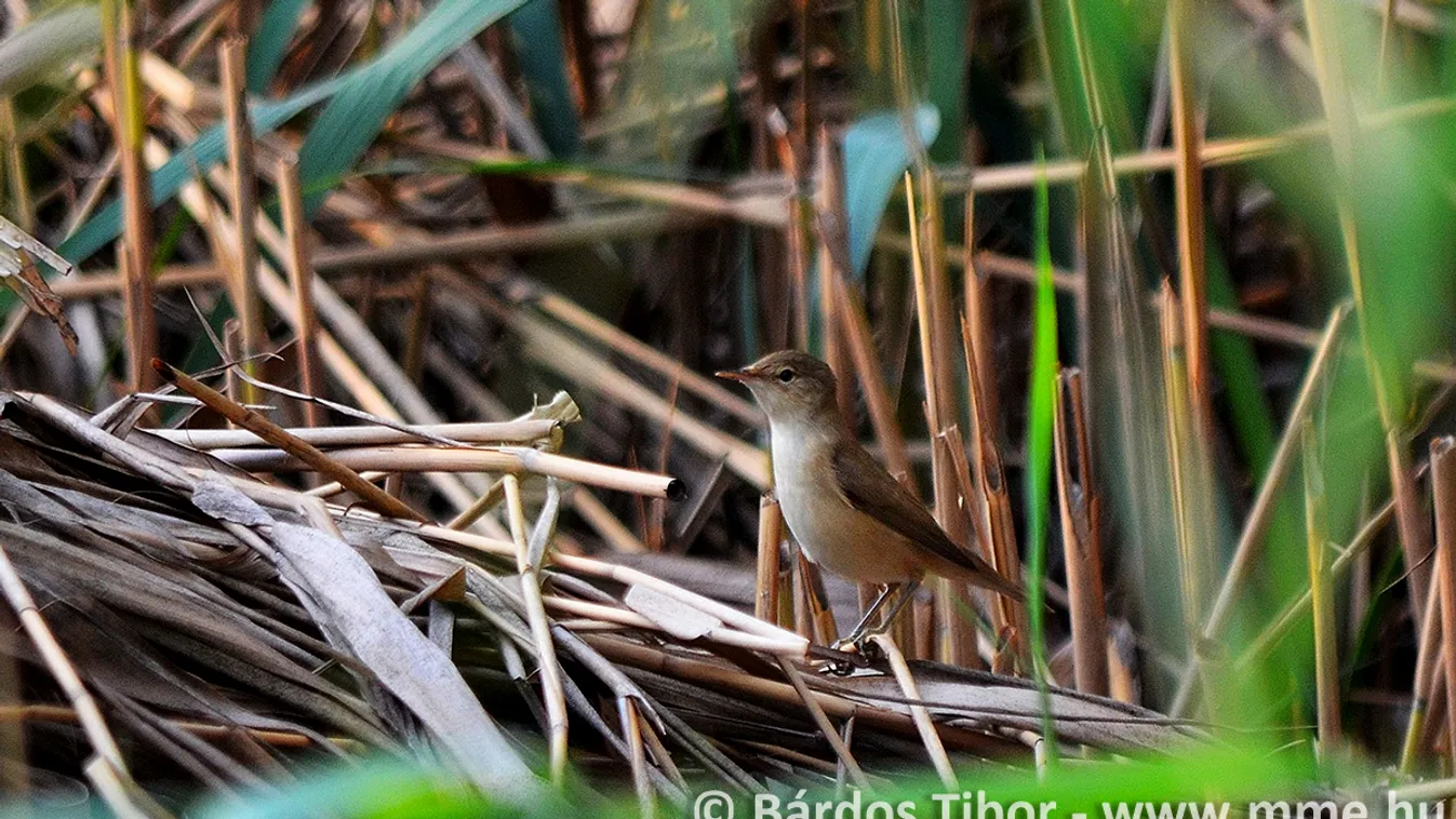 cserregő nádiposzáta, Acrocephalus scirpacus 