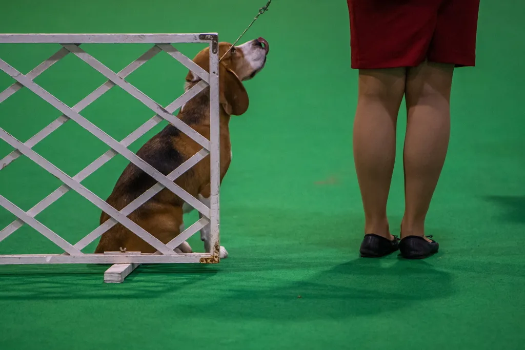 European Dog Show, kutyakiállítás, hungexpo, budapest, Vadászati és Természeti Világkiállítás zárórendezvény 