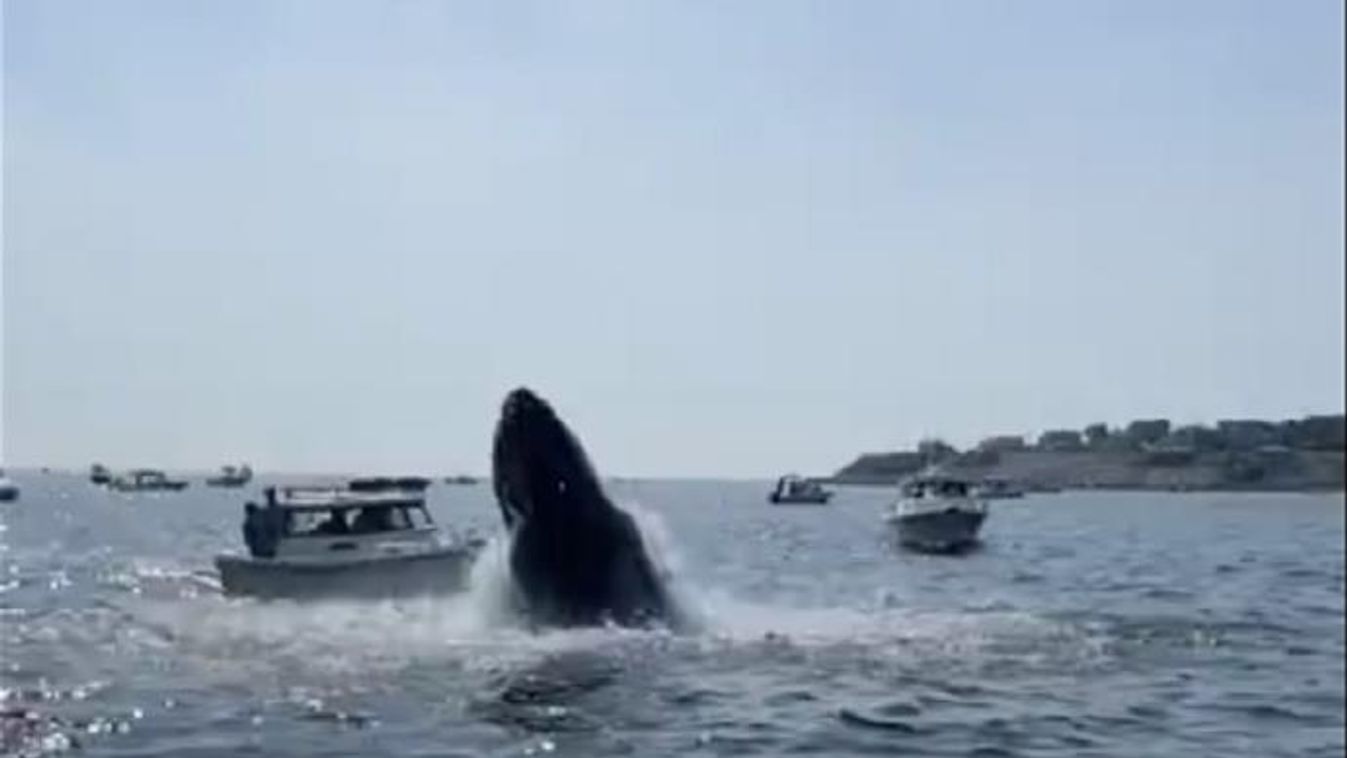 bálna 