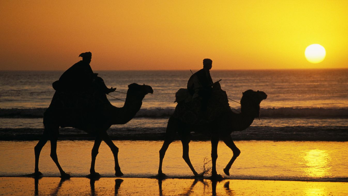 Africa Agadir Animal Artiodactyle Back Lit Beach Camel Geography Graphics Landscape Light Effect Maghreb Mammal Man Moroccan Morocco Northern Africa Orange Sky Outdoors People Placental Ruminant Sand Sea Silhouette Sky Sunset Ungulate Vertebrate Water HOR