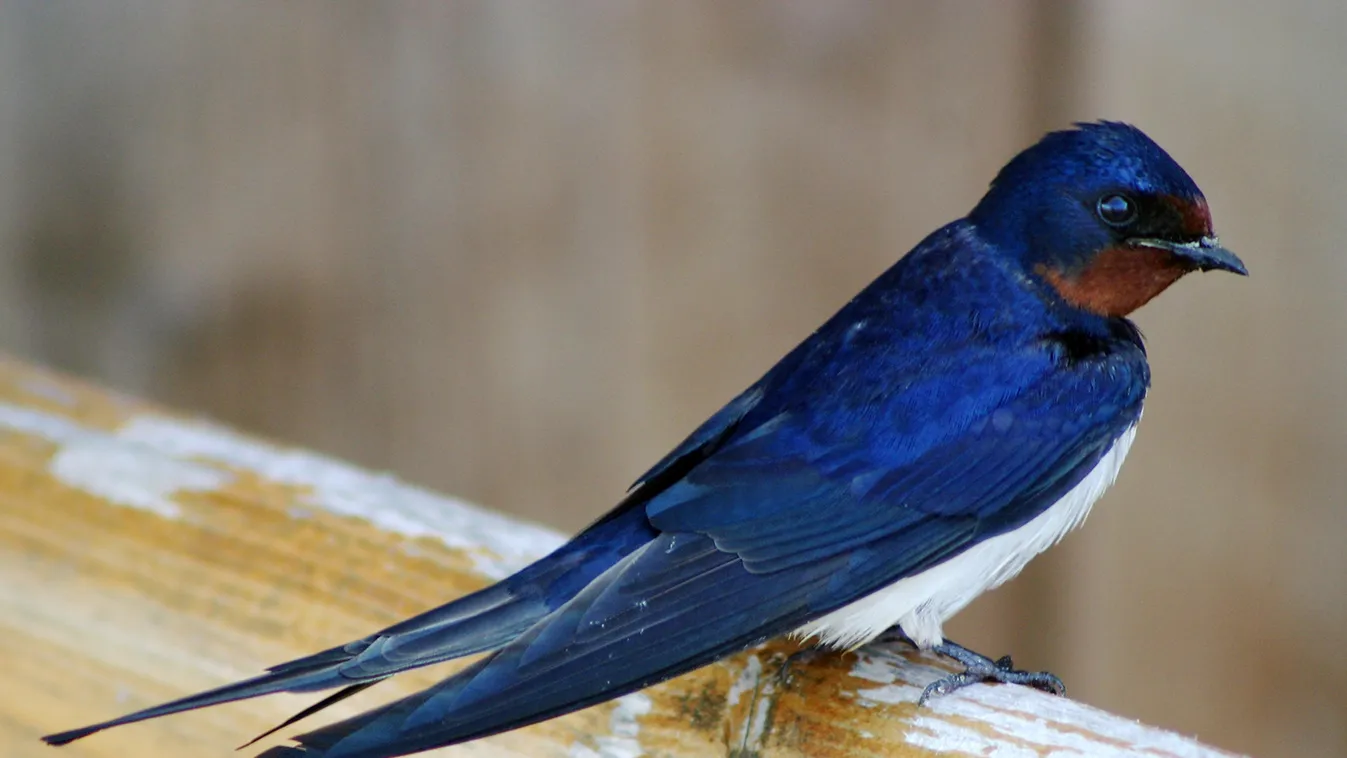 füsti fecske - barn swallow
Hirundo rustica 