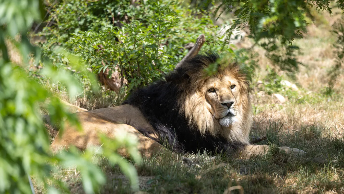 Death of the Erfurt lioness Latika Human Interest Animals lth Horizontal ZOO 