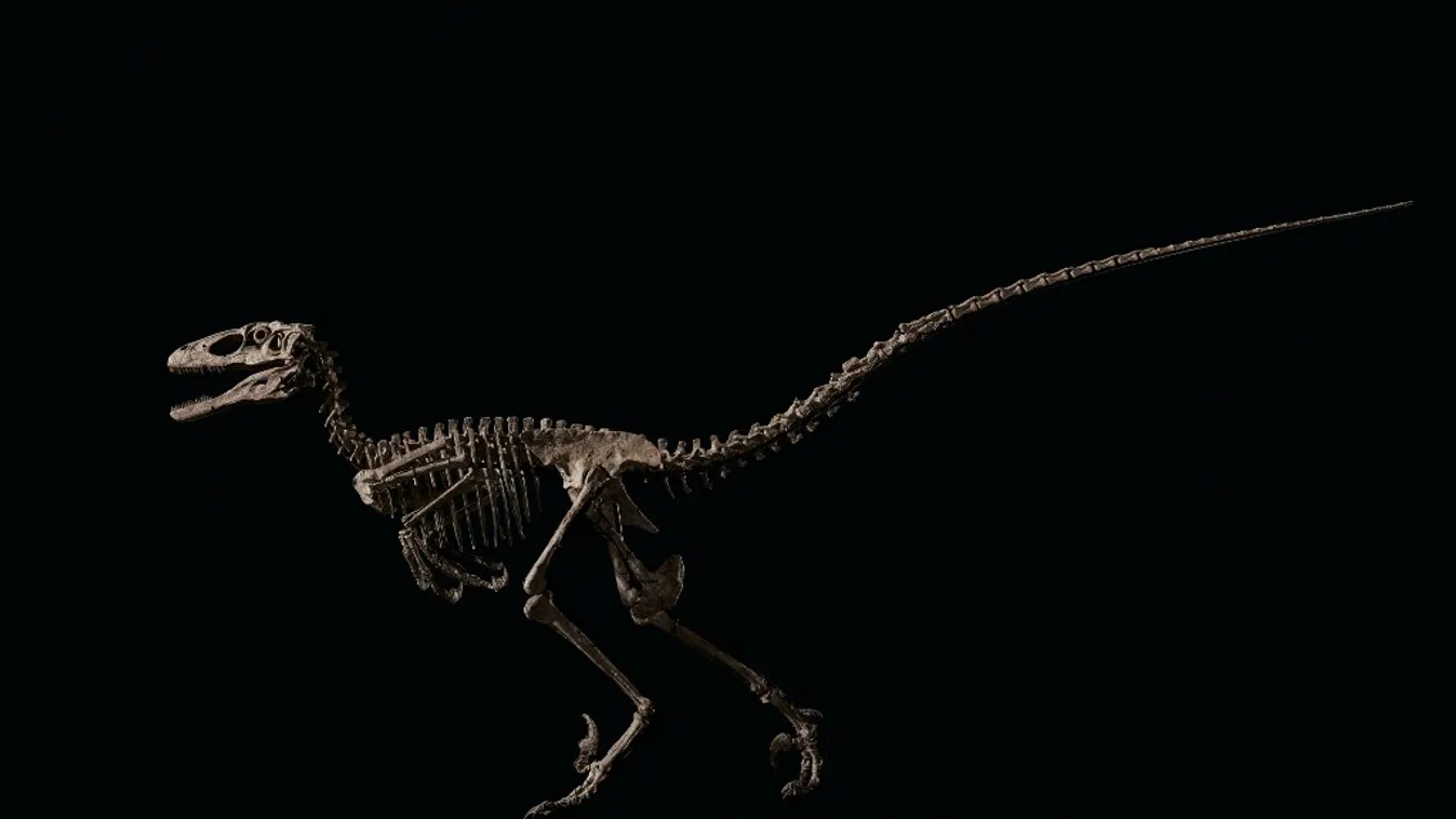 Velociraptor, dinoszaurusz csontváz 