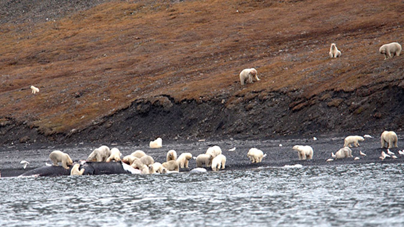 jegesmedvék falatoznak a bálnatetemből 