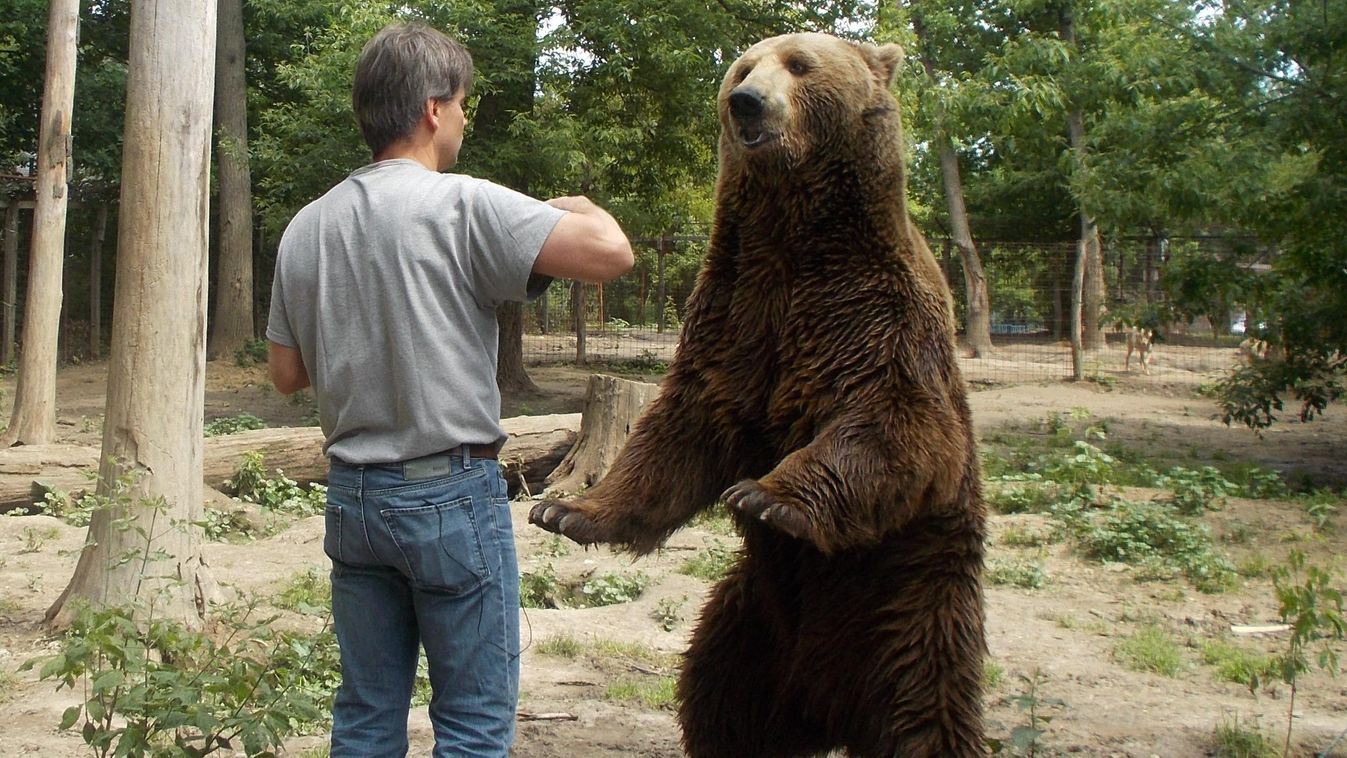 A medve barátságos volt 