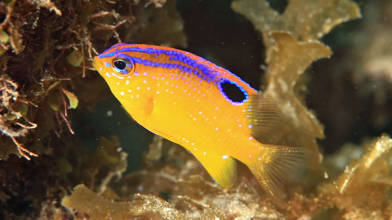 Longfin Damselfish 