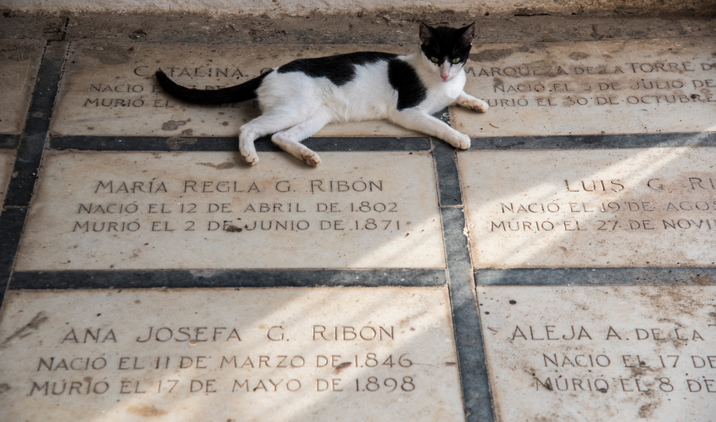 Santa Cruz de Mompox temető macskák 