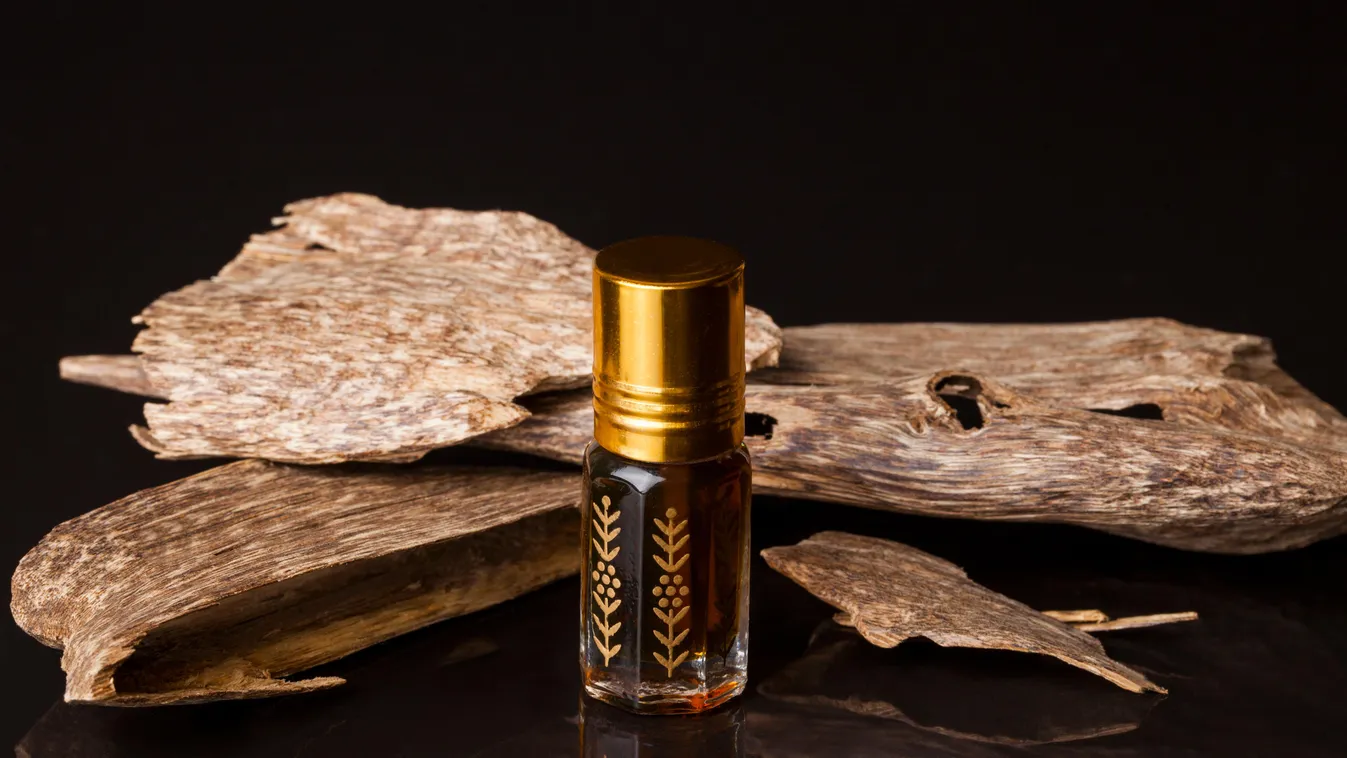 Agarwood, also called aloeswood, agaressential oil and incense chips 