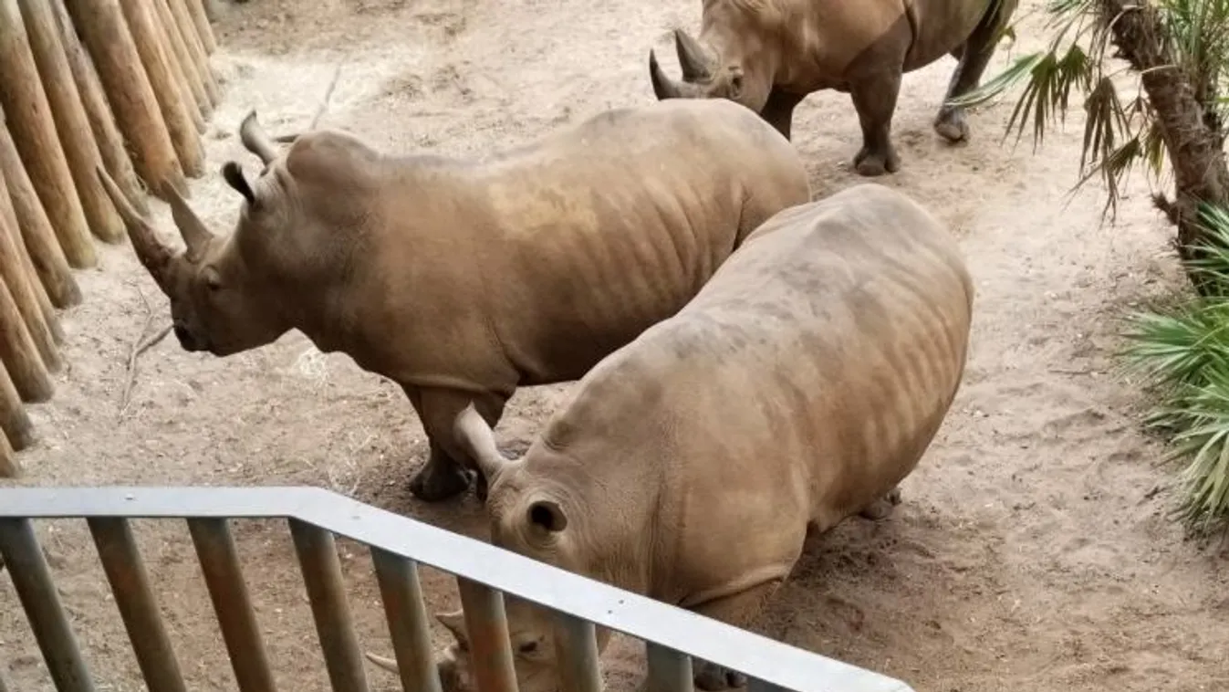 rinocérosz, Florida, állatkert 