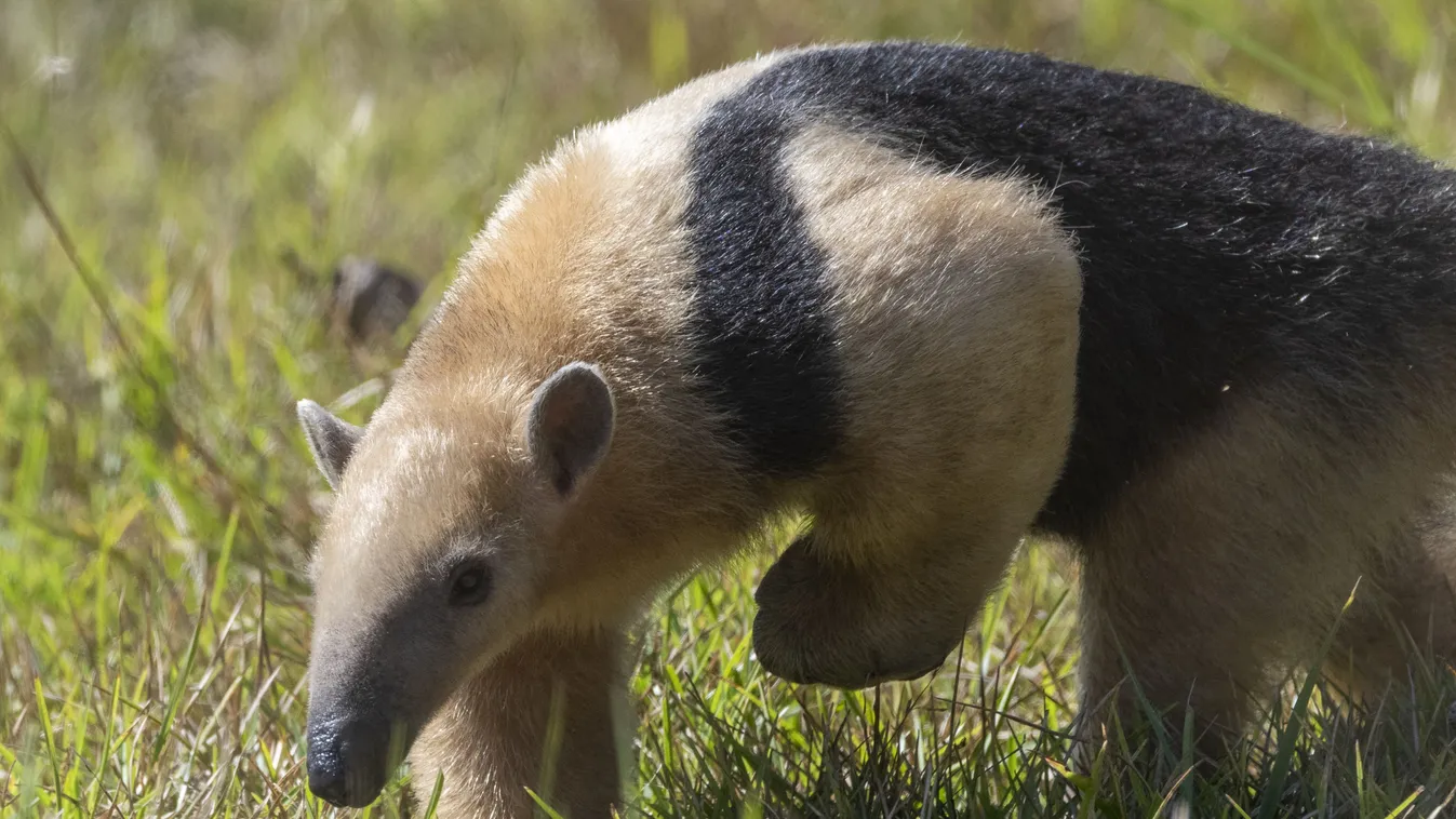 Brazil mato grosso do sul pantanal southern tamandua tamandua tetradactyla America Anteater Brazil Day Mammal Mato Grosso do Sul Nature No People Outdoors South America southern tamandua tamandua tetradactyla West Center Brazil Wildlife Horizontal ANIMAL 