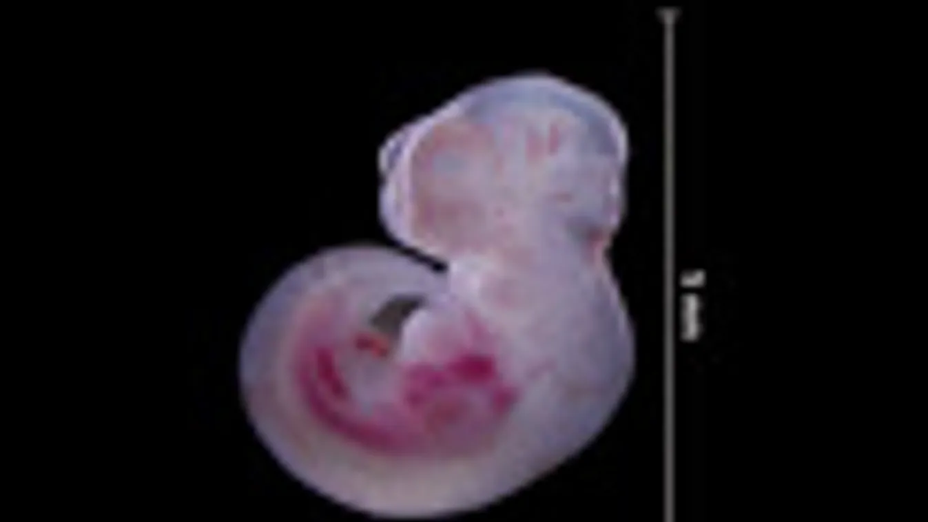 embrió, egérembrió