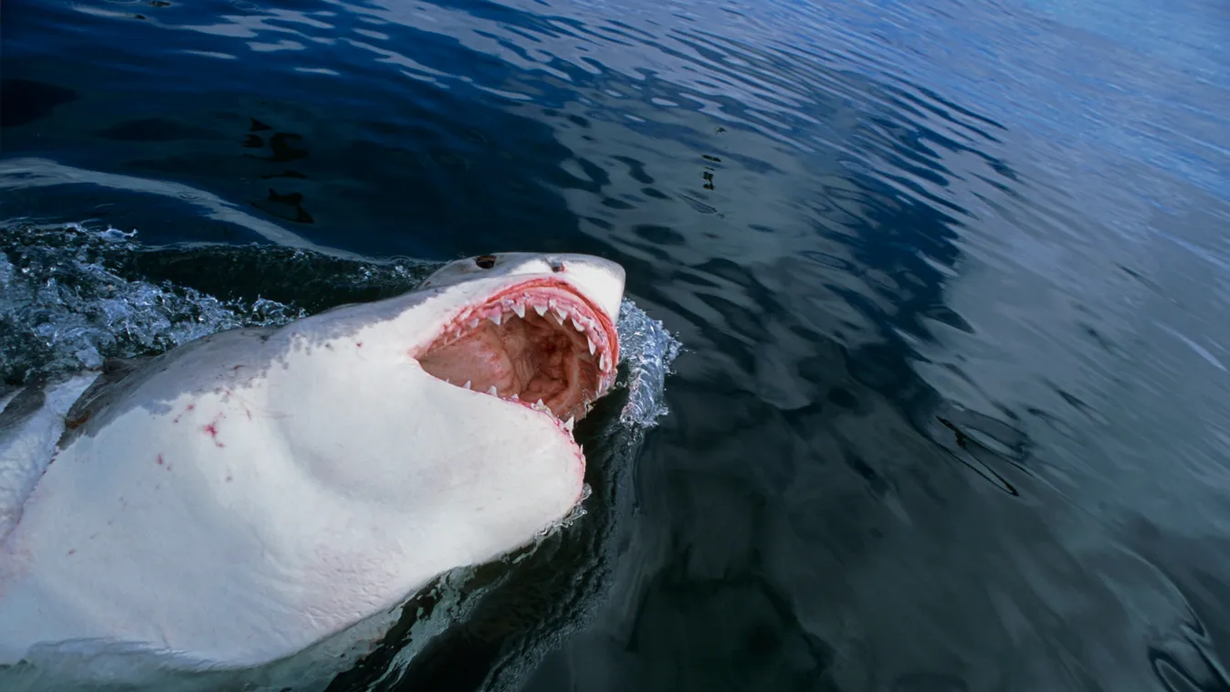 Nagy fehér cápa (illusztráció) 