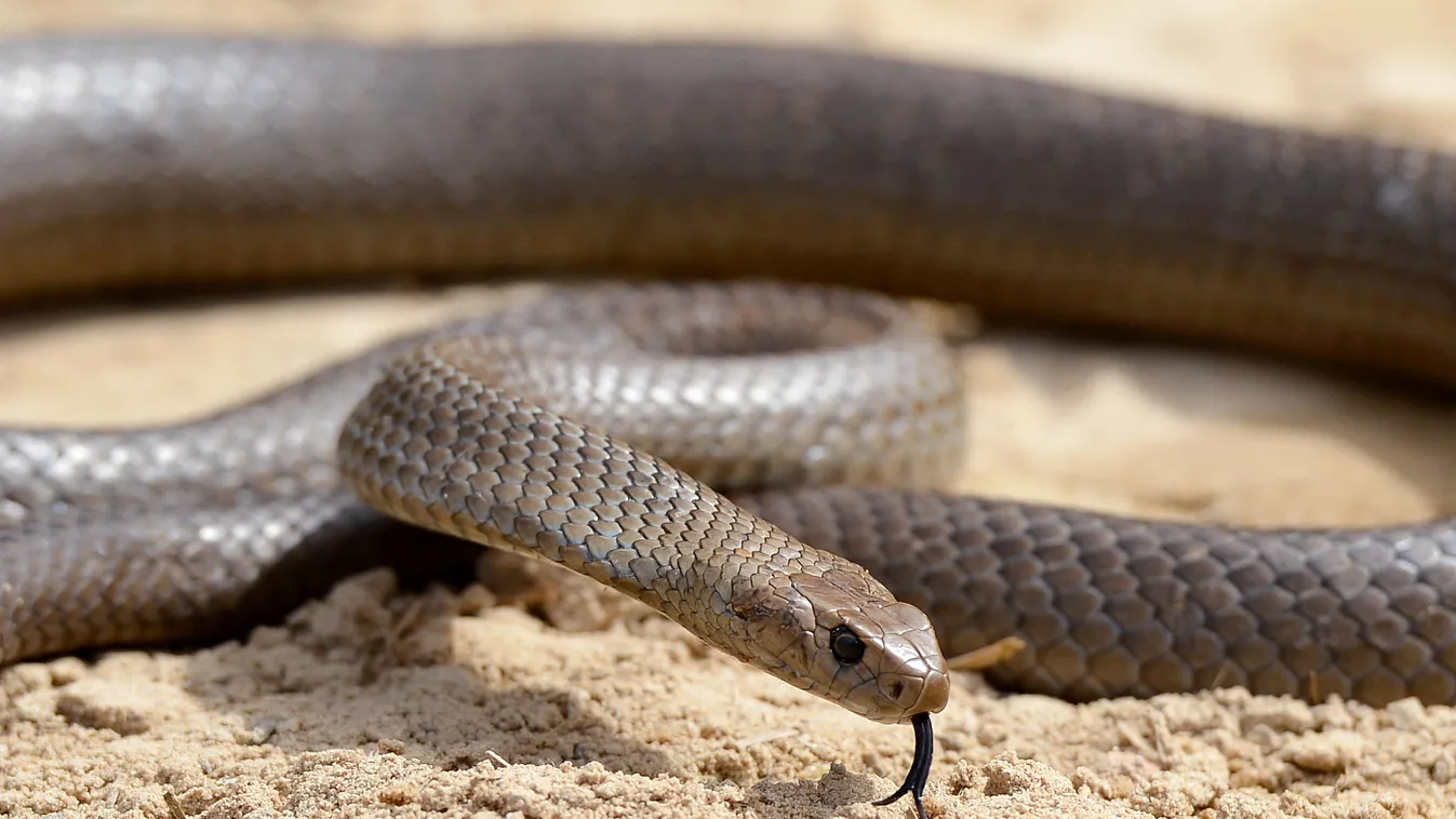 eastern brown snake, Textilmintás barnakígyó, barna kígyó, ausztrália 