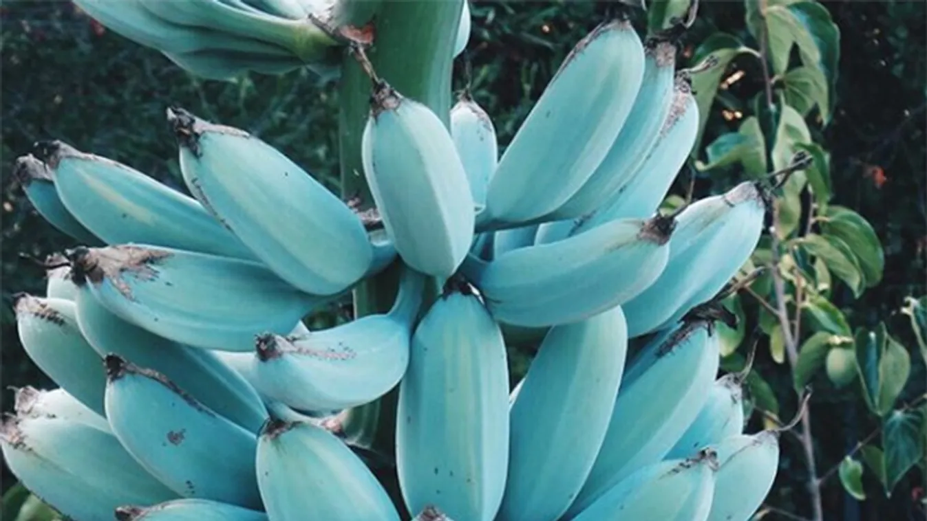 kék banán 
