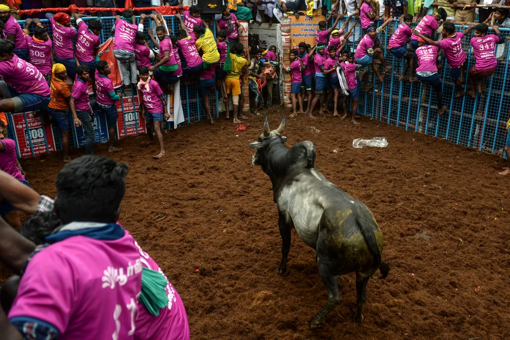 Jallikattu Avaniyapuram bika India Tamil Nadu 