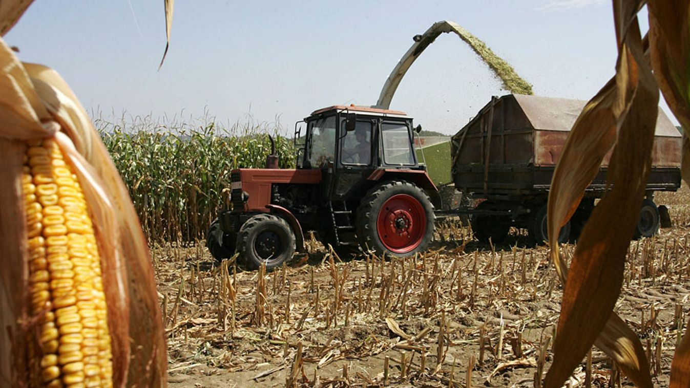 kukorica betakarítás, aratás, kombájn, 
Zala megyében Magyarszerdahely közelében elkezdték a silókukorica aratását 