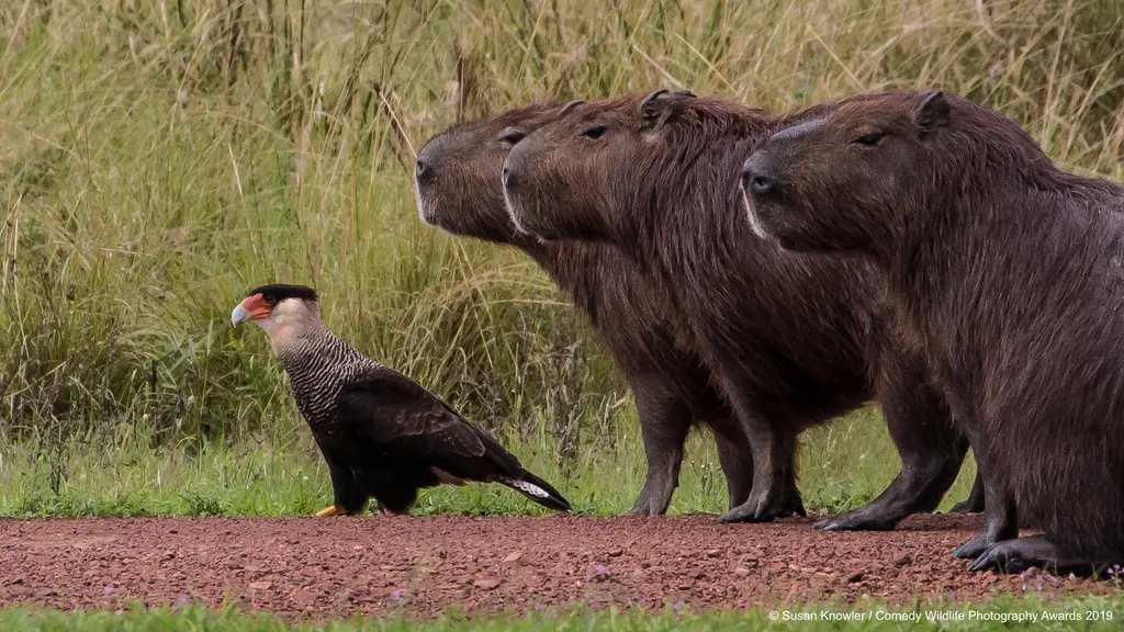 The Comedy Wildlife Photography Awards 2019
Susan Knowler
Victoria
Canada
Phone: 2504746581
Email: susanknowler@shaw.ca
Title: Lost
Caption: Once again, Cecil forgot the map!
Description: The caracaras and capybaras have a friendly relationship.
Animal: N